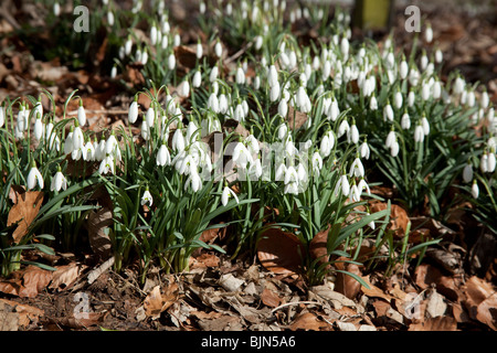 Schneeglöckchen (Galanthus) Blüten, Hattingley, Hampshire, England. Stockfoto