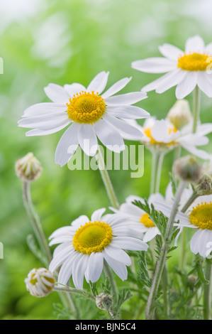 die Blume-Kamille hautnah Stockfoto