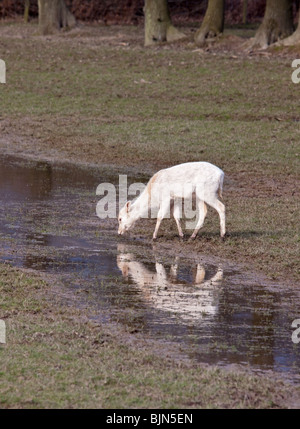 Weißer Damhirsch (Dama Dama) trinken aus Strom, UK Stockfoto