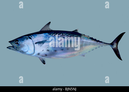 Kleiner Thun fangen Thunfisch Atlantic seafood Stockfoto