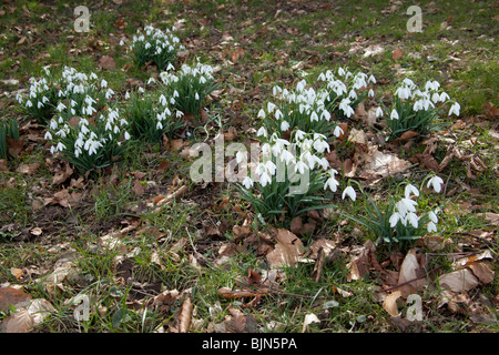 Schneeglöckchen (Galanthus) Blüten, Hattingley, Hampshire, England. Stockfoto