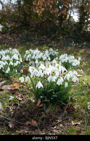 Schneeglöckchen (Galanthus) Blüten, Hattingley, Hampshire, England. Stockfoto