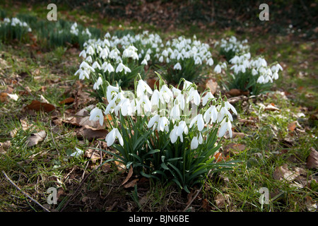 Schneeglöckchen (Galanthus) Blüten, Hattingley, Hampshire, England. Stockfoto