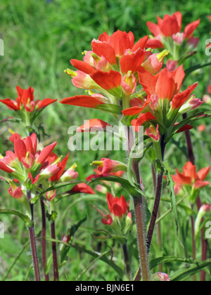 Castilleja Indivisa Entireleaf Indian paintbrush Stockfoto