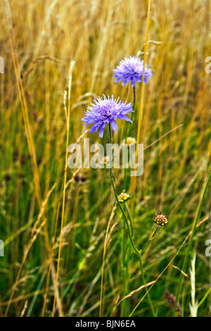 Altes Heu Wiese Wildblumen Feld Stockfoto