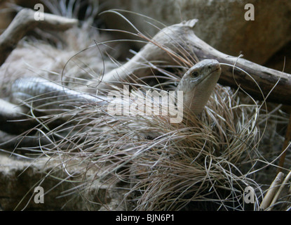 Shellopusik, Pallas Gläsernes Lizardor European Legless Lizard, Ophisaurus apodus, Anguidas, Südosteuropa und Asien Stockfoto