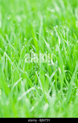 Grasgrün mit nassen closeup Stockfoto