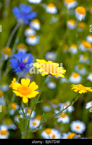 Centaurea Cyanus Kornblume, Bachelor Taste, Zusammenarbeit, Boutonniere Blume, Hurtsickle Mais Ringelblume Chrysanthemum Segetum Stockfoto