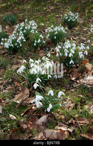 Schneeglöckchen (Galanthus) Blüten, Hattingley, Hampshire, England. Stockfoto