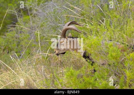 Spanische Steinböcke (Capra Pyrenaica), Maro-Cerro Gordo Klippen. La Axarquia, Provinz Malaga, Andalusien, Spanien Stockfoto