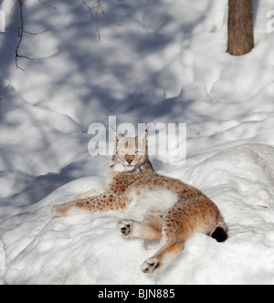 Europäischer ( eurasischer ) Luchs ( Lynx Lynx ) ruht auf Schnee im Winter , Finnland Stockfoto