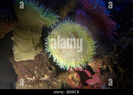 Pazifische Seeanemonen, Anthopleura Xanthogrammica, in den Pazifik Gezeiten-Pools in der Nähe von Newport, Oregon Stockfoto