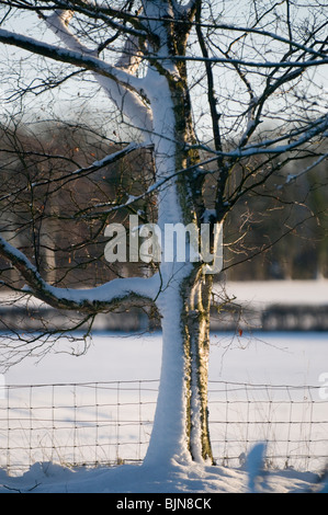 Schnee bedeckte Birke (Betula Pendel) Stockfoto