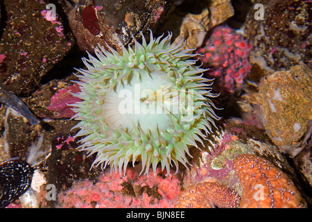 Pazifische Seeanemonen, Anthopleura Xanthogrammica, in den Pazifik Gezeiten-Pools in der Nähe von Newport, Oregon Stockfoto