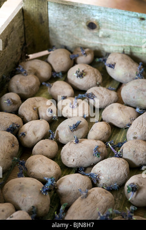 Keimung der Samen Kartoffel Arran Pilot in einem Holztablett angeordnet Stockfoto