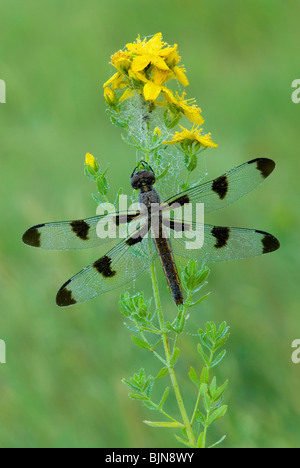 Zwölffleckiger Skimmer Libellula pulchella auf St. John'swort Eastern USA, von Skip Moody/Dembinsky Photo Assoc Stockfoto