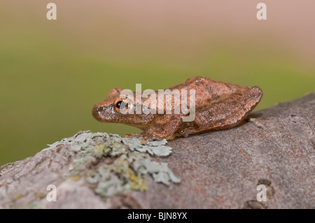 Spring Peeper, Pseudacris Crucifer ist ein kleiner Chor-Frosch, überall in den östlichen USA und Kanada. Stockfoto