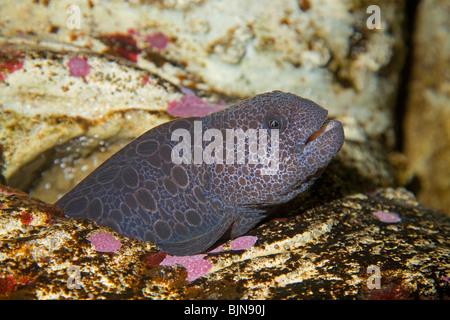 Eine Pacific Wolf Aal (Anarrhichthys Ocellatus), im Pazifischen Ozean in der Nähe von Newport, Oregon Stockfoto