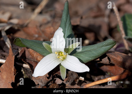 Zwerg oder Schnee Trillium Trillium Nivale Fluss Wohnungen S Michigan USA Stockfoto