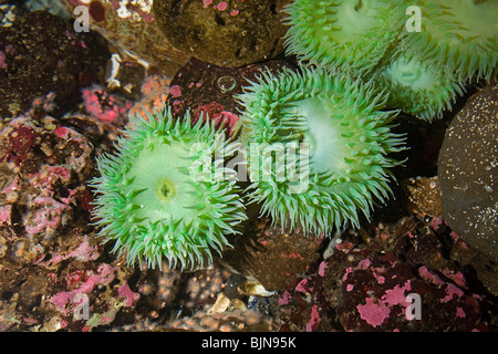 Pazifische Seeanemonen, Anthopleura Xanthogrammica, in den Pazifik Gezeiten-Pools in der Nähe von Newport, Oregon Stockfoto