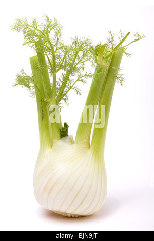 Nahaufnahme eines einzigen Fenchel Birne vor weißem Hintergrund. Stockfoto