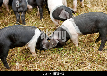 schwarze und weiße Saddleback Schweine Stockfoto