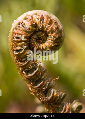 Nahaufnahme des jungen Bracken Wedel Frühjahr 2008 Stockfoto