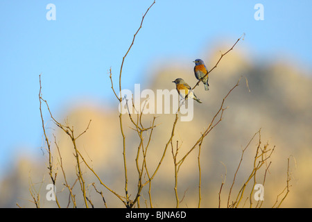 Westlichen Bluebird Männchen & weiblich Stockfoto