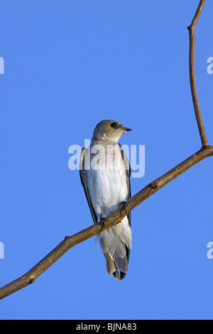 Nördlichen rau – Winged Schwalbe Stockfoto