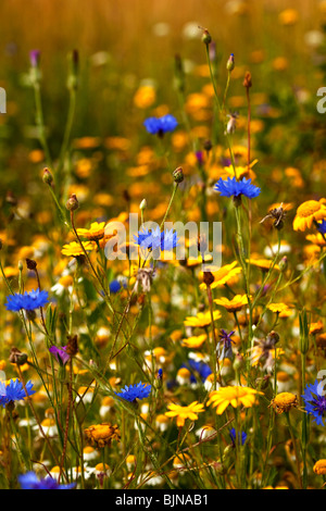 Centaurea Cyanus Kornblume, Bachelor Taste, Zusammenarbeit, Boutonniere Blume, Hurtsickle Mais Ringelblume Chrysanthemum Segetum Stockfoto