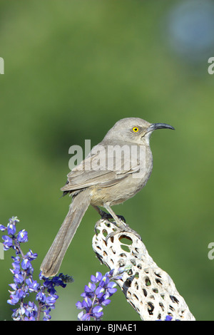Kurve-billed Thrasher Stockfoto