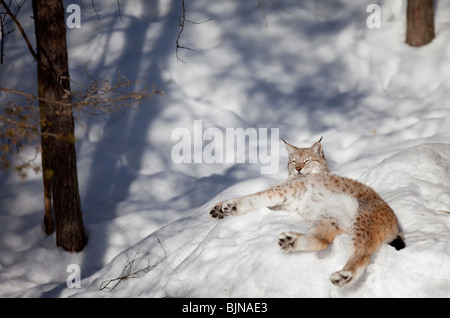 Europäischer ( eurasischer ) Luchs ( Lynx Lynx ) Sonnenbaden auf Schnee im Frühjahr , Finnland Stockfoto