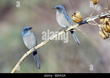 Woodhouse Scrub-Jay Aphelocoma Woodhouseii früher Western Scrub-Jay Aphelocoma Californica Stockfoto