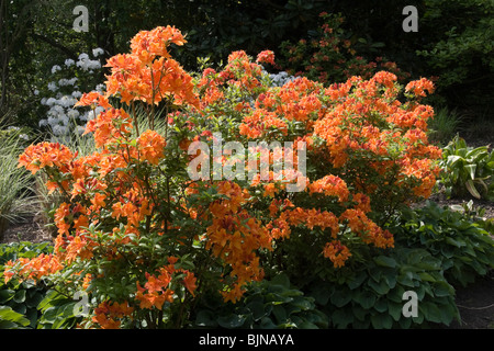 Azalee Busch Blüte Mai 2008 Stockfoto