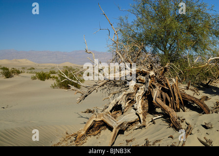 Herrliche Sicht auf des Teufels Kornfeld im Death Valley in Kalifornien Zustand Stockfoto