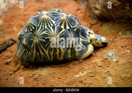 Strahlte Schildkröte, Astrochelys Radiata (Geochelone Radiata), Eischwiele, südlichen Madagaskar. Seltene und bedrohte Arten. Stockfoto