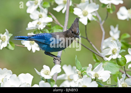 Steller's Jay thront in Pacific Dogwood Stockfoto