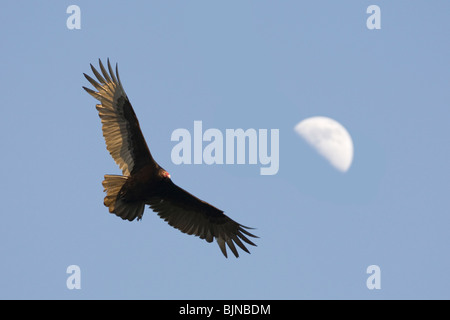 Türkei-Geier fliegen in der Nähe von Half moon Stockfoto