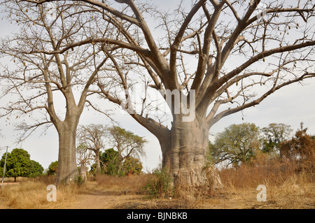 Baobab Bäumen sind endemisch in Gambia Stockfoto