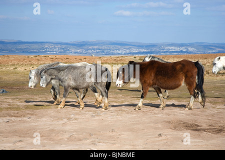 Gower wilde Pferde / Ponys auf Cefn Bryn Common, The Gower Halbinsel South Wales UK Stockfoto