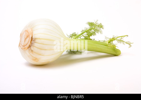 Nahaufnahme eines einzigen Fenchel Birne vor weißem Hintergrund. Stockfoto