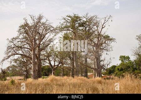 Baobab Bäumen sind endemisch in Gambia Stockfoto