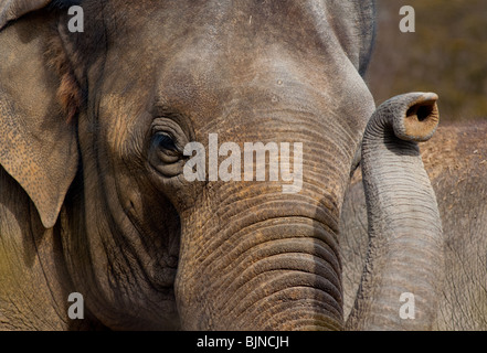 Indischer Elefant Stockfoto