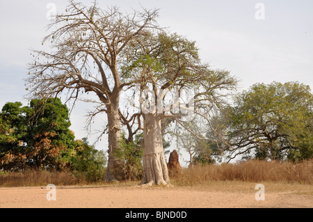 Baobab Bäumen sind endemisch in Gambia Stockfoto