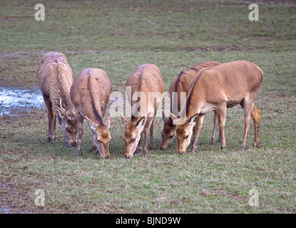 Gruppe von weidenden Rothirsch (Cervus Elaphus), UK Stockfoto