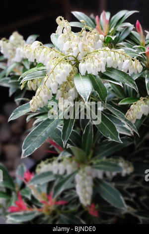 Nahaufnahme von Japanese Pieris: Pieris Japonica oder Havila (Sorte flammenden Splitter) auch bekannt als Maiglöckchen Strauch Stockfoto