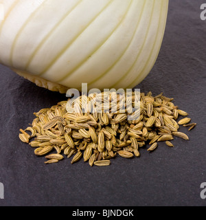 Nahaufnahme eines einzigen Fenchel Birne und Fenchelsamen auf Hintergrund der dunklen Schiefer. Stockfoto