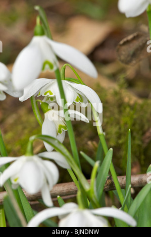 Wilde Schneeglöckchen wachsen auf dem Boden des Waldes Stockfoto