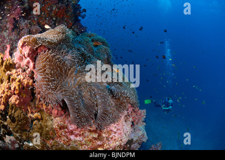 Gigantische Seeanemone auf den Similan Inseln, Andamanensee Stockfoto