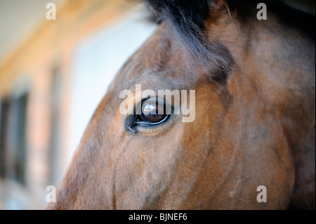 Nahaufnahme von Pferden Augen- und Kopfbewegungen Stockfoto